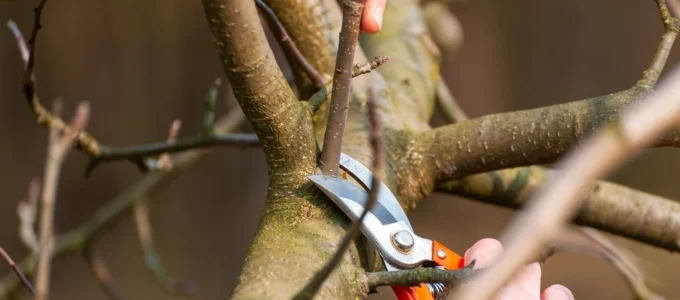 Poda e manejo de vegetação